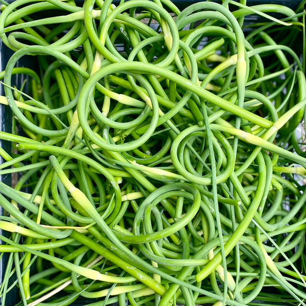 FLEUR D'AIL BIOLOGIQUE